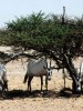 Unicorn no longer extinct