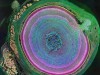Seeing visions: Science’s annual visual challenge – in pictures