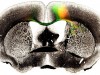 Whole Brain wiring Diagram – We have reached an important milestone