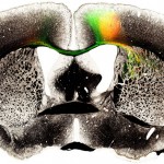 Whole Brain wiring Diagram - We have reached an important milestone