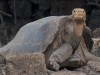 Lonesome George has died