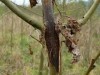 UK Only: AshTag app launched to prevent spread of devastating tree disease – You can help
