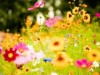 Sued for not delivering flowers … is this right or is it insane?