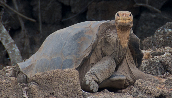 lonesome george has died