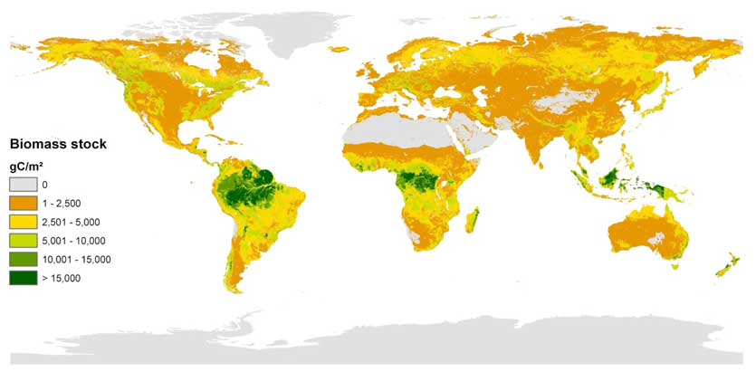 vegetation biomass