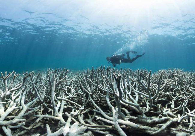 Great Barrier Reef bleaching