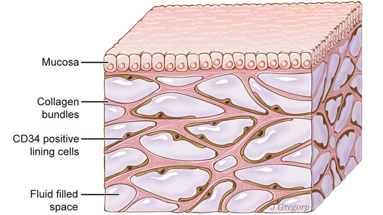 interstitium