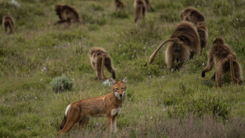 wolves