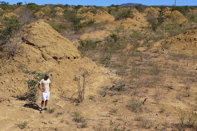 termite mounds