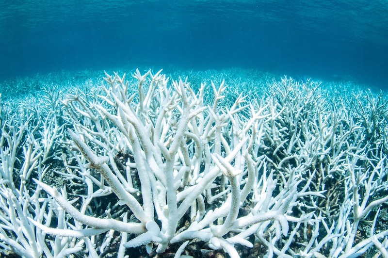 great barrier reef