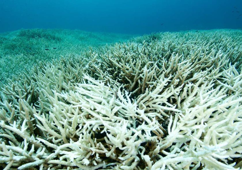 great barrier reef