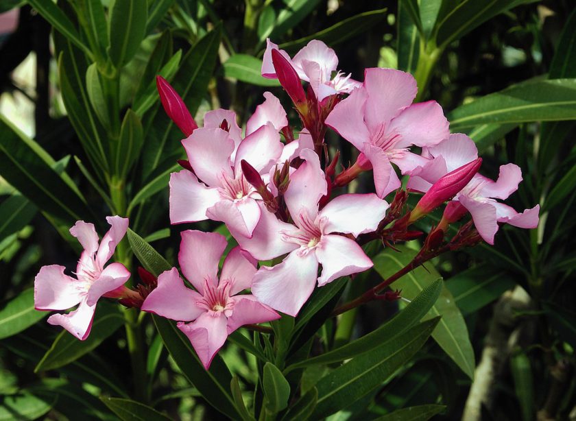 The oleander plant is beautiful but also deadly because of a toxic extract called oleandrin.