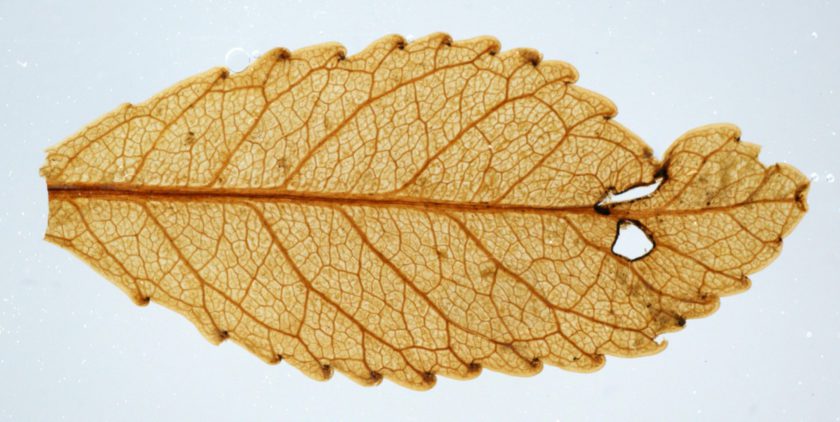 Mummified leaves and global greening